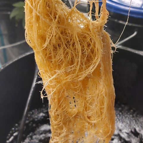 PB Souffle  growlog timeline photo