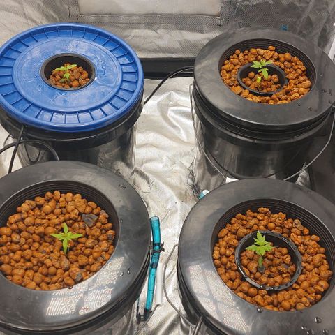 Purple Girls growlog timeline photo