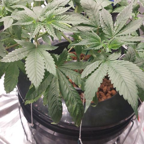 PB Souffle  growlog timeline photo