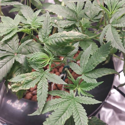 PB Souffle  growlog timeline photo