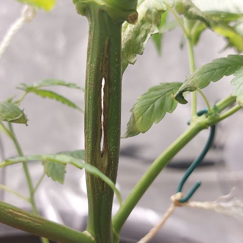 PB Souffle  growlog timeline photo