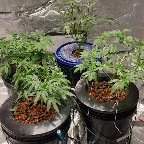 Purple Girls growlog timeline photo