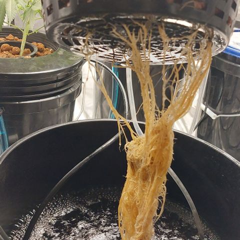 PB Souffle  growlog timeline photo