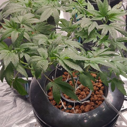 PB Souffle  growlog timeline photo