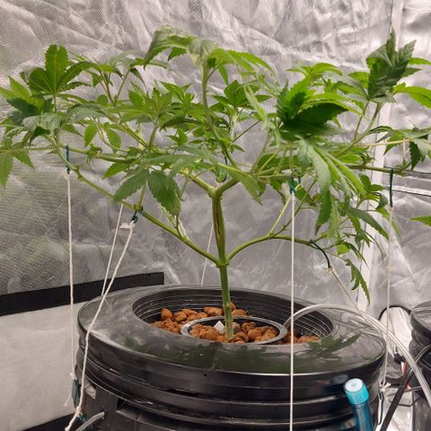 PB Souffle  growlog timeline photo