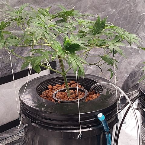 PB Souffle  growlog timeline photo