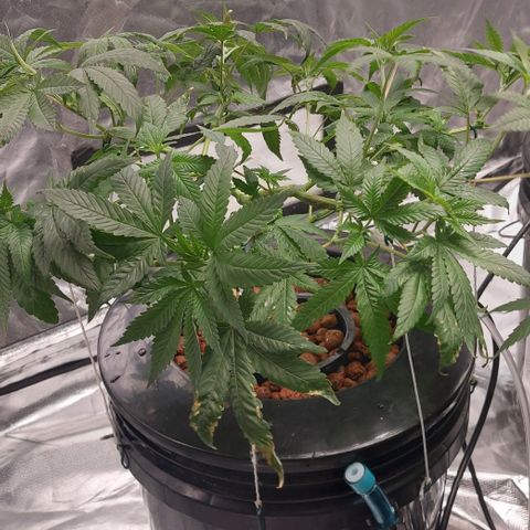 PB Souffle  growlog timeline photo