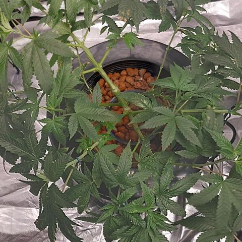 PB Souffle  growlog timeline photo