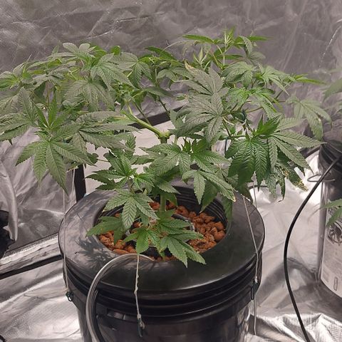 PB Souffle  growlog timeline photo