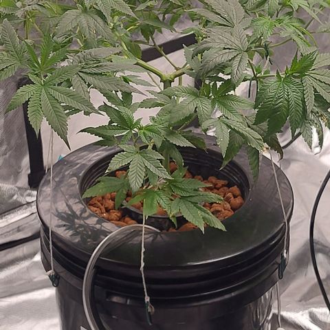 PB Souffle  growlog timeline photo