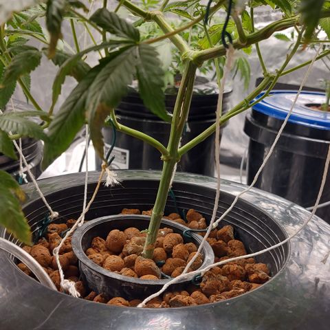 PB Souffle  growlog timeline photo