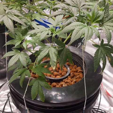 PB Souffle  growlog timeline photo