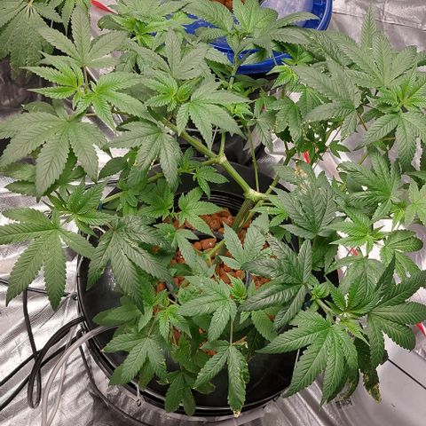 PB Souffle  growlog timeline photo