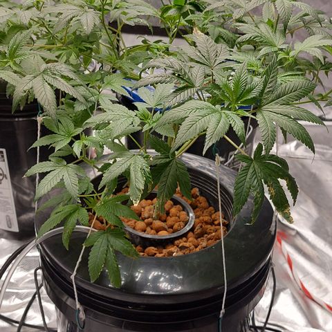 PB Souffle  growlog timeline photo