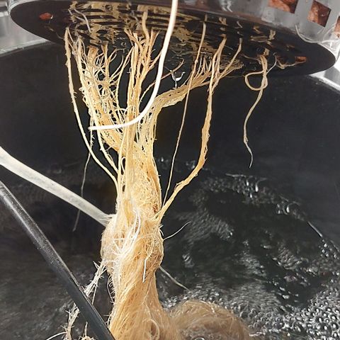PB Souffle  growlog timeline photo
