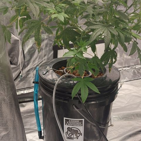 PB Souffle  growlog timeline photo