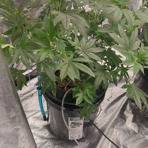 PB Souffle  growlog timeline photo