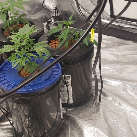 Purple Girls growlog timeline photo