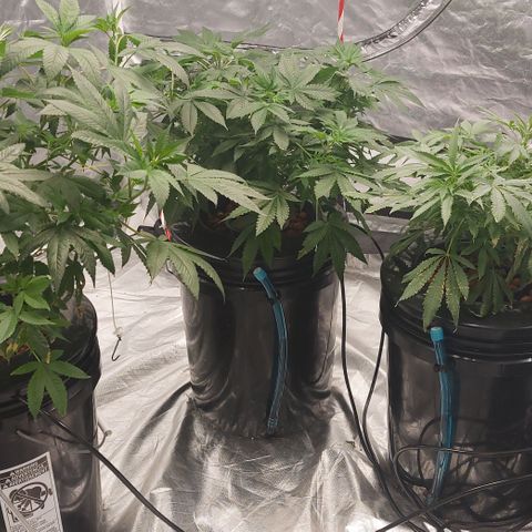 Purple Girls growlog timeline photo