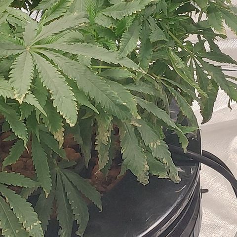 Purple Girls growlog timeline photo