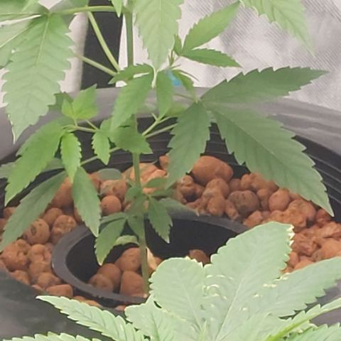 Purple Girls growlog timeline photo