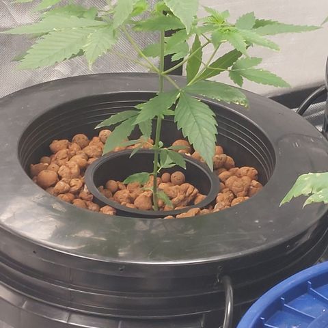 Purple Girls growlog timeline photo