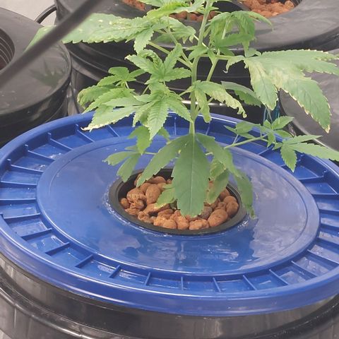 Purple Girls growlog timeline photo