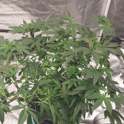PB Souffle  growlog timeline photo