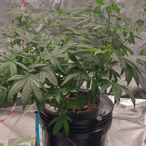 PB Souffle  growlog timeline photo