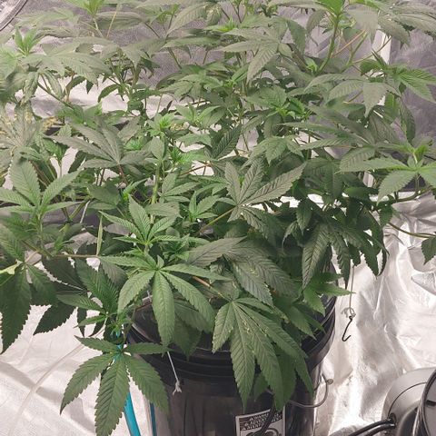 PB Souffle  growlog timeline photo