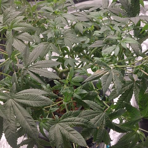 PB Souffle  growlog timeline photo