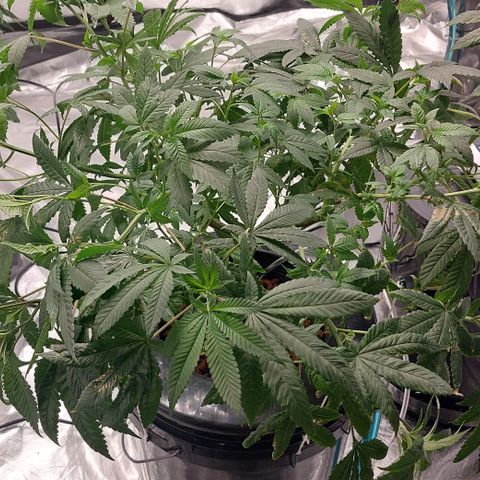 PB Souffle  growlog timeline photo