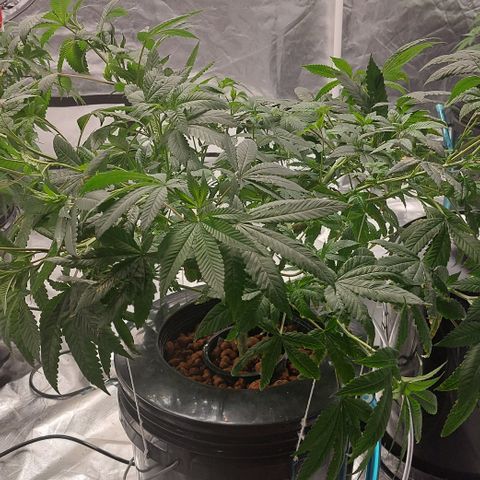 PB Souffle  growlog timeline photo