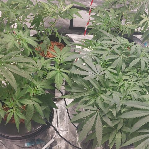Purple Girls growlog timeline photo
