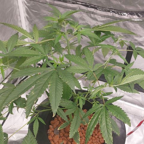 Purple Girls growlog timeline photo