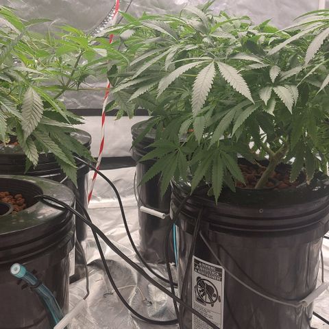 Purple Girls growlog timeline photo