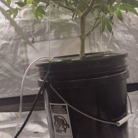 PB Souffle  growlog timeline photo