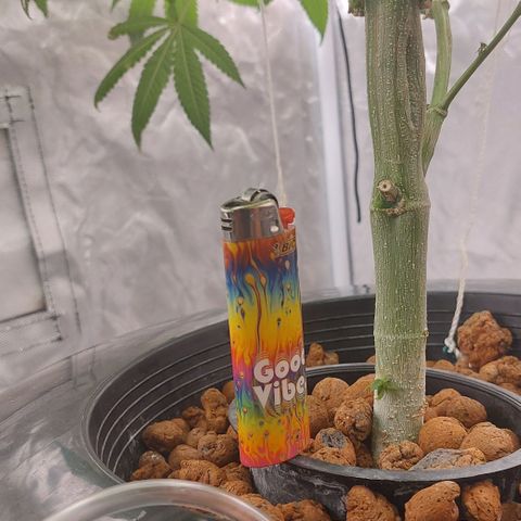PB Souffle  growlog timeline photo