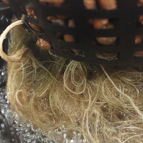 PB Souffle  growlog timeline photo