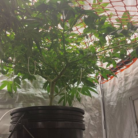 PB Souffle  growlog timeline photo