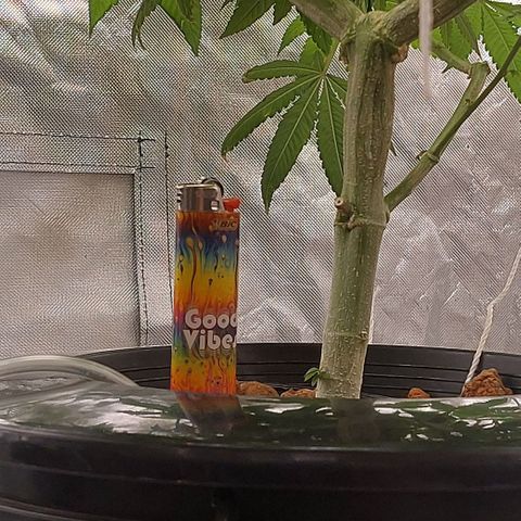 PB Souffle  growlog timeline photo