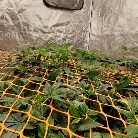 PB Souffle  growlog timeline photo