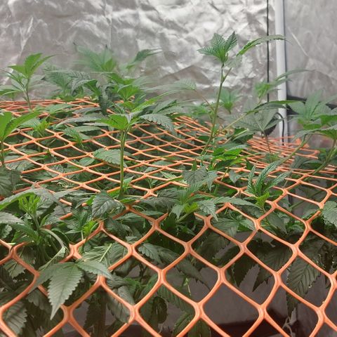 PB Souffle  growlog timeline photo