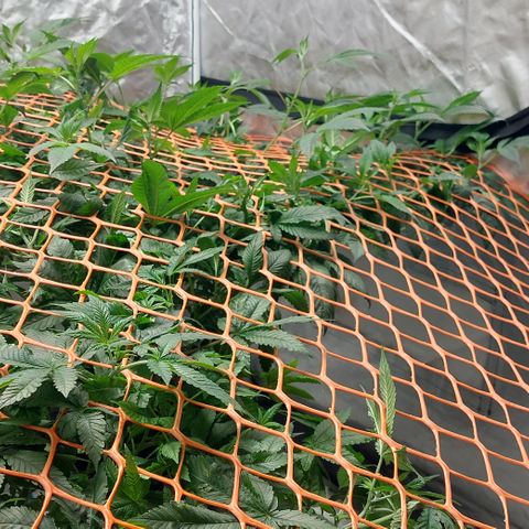 PB Souffle  growlog timeline photo