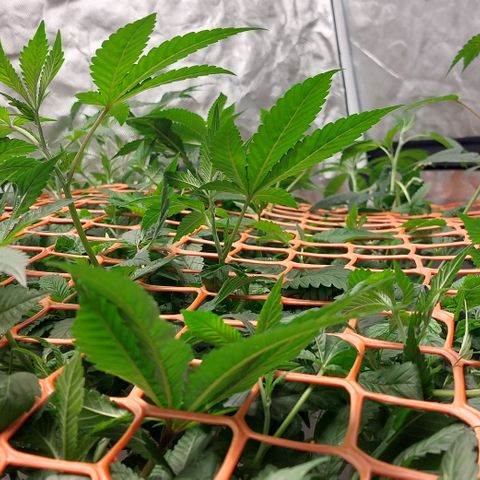 PB Souffle  growlog timeline photo