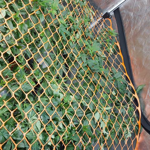 PB Souffle  growlog photo: Small gap to fill in. Almost there, I may switch to flower 🌼 early or late depending on how you look at it. They are very resilient strains