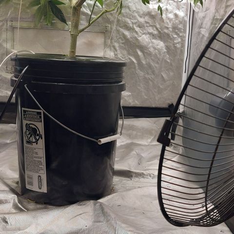 PB Souffle  growlog photo: Small gap to fill in. Almost there, I may switch to flower 🌼 early or late depending on how you look at it. They are very resilient strains