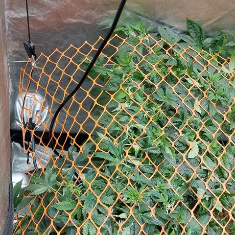 PB Souffle  growlog photo: Small gap to fill in. Almost there, I may switch to flower 🌼 early or late depending on how you look at it. They are very resilient strains