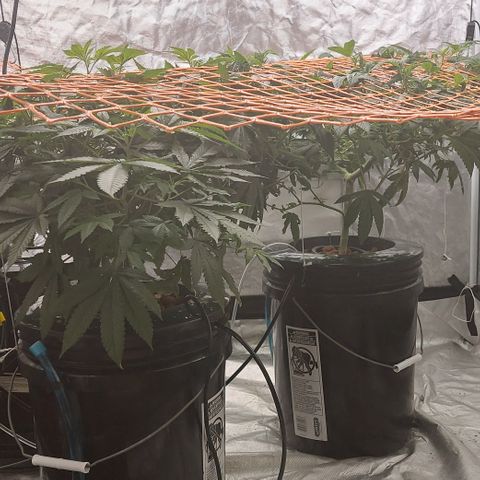 PB Souffle  growlog timeline photo