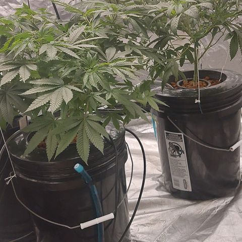 PB Souffle  growlog timeline photo